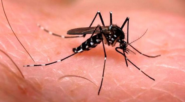 diario-hoy-|-el-dengue-esta-liquidando-a-la-economia,-advierten-importadores